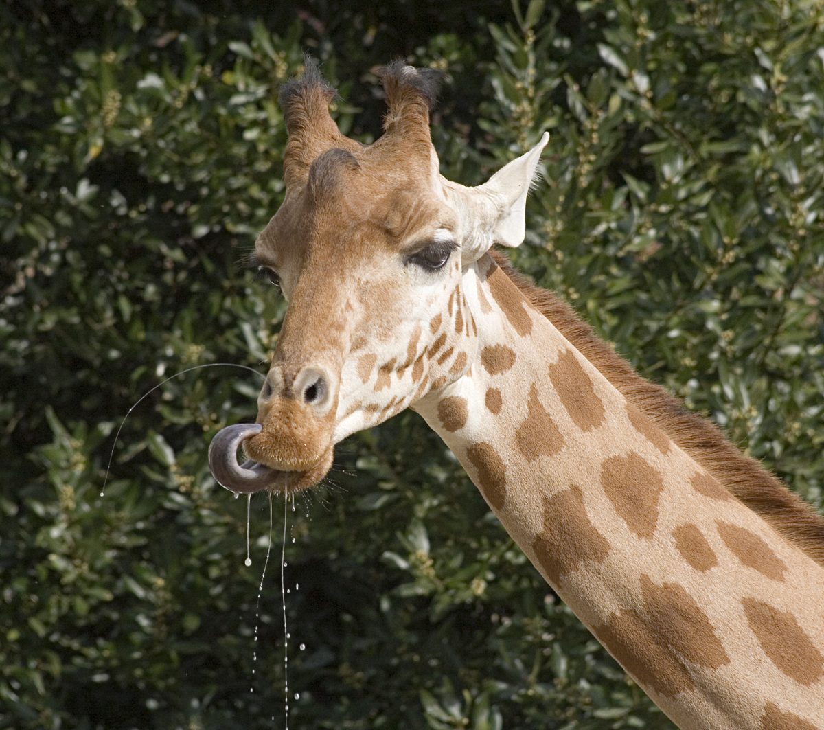 Girafe Girafe