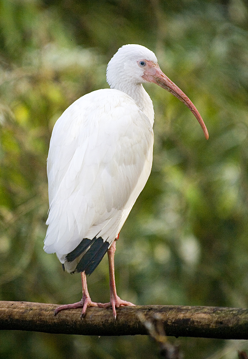 Ibis blanc Ibis blanc