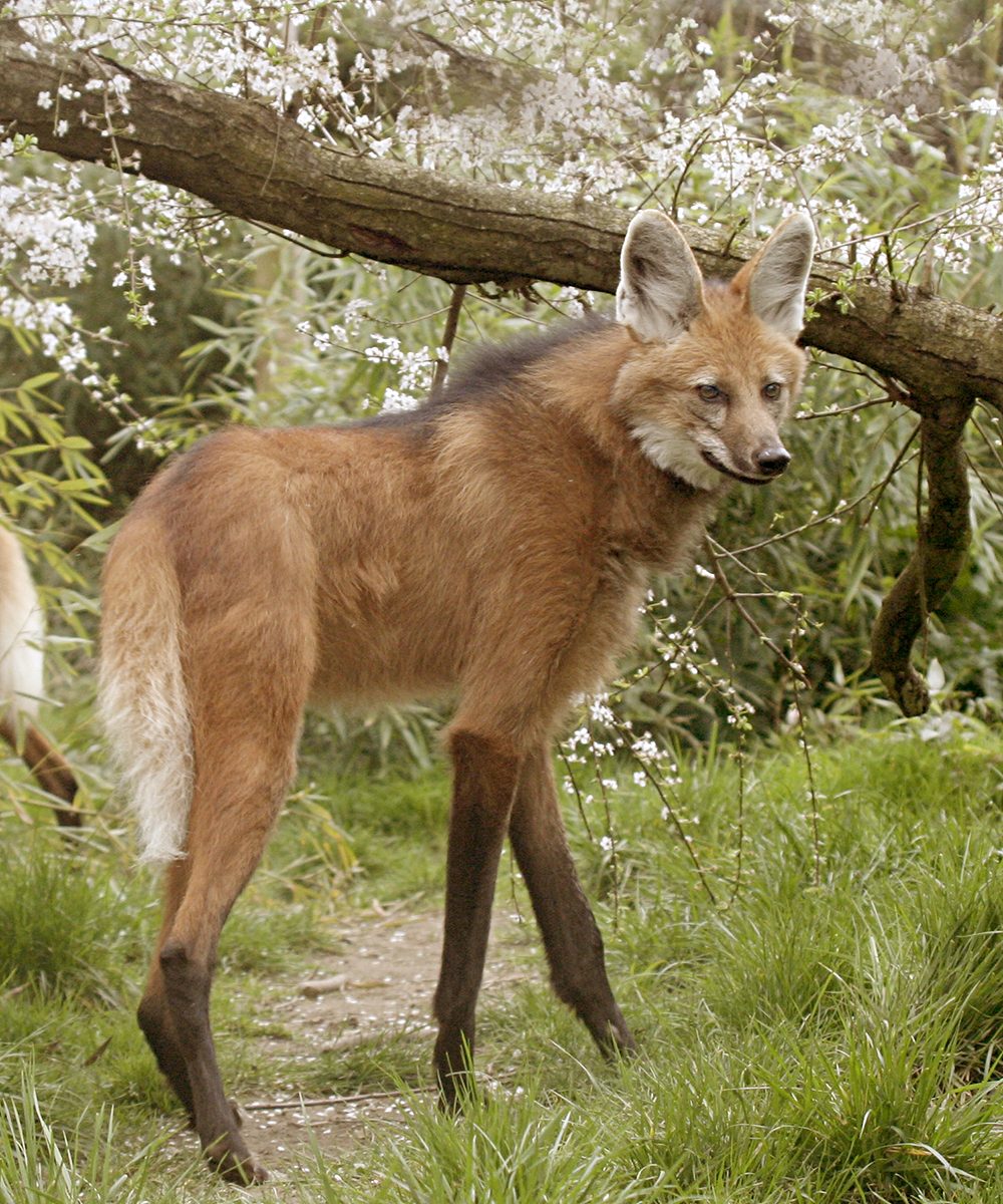 Loup à Crinière Loup à Crinière