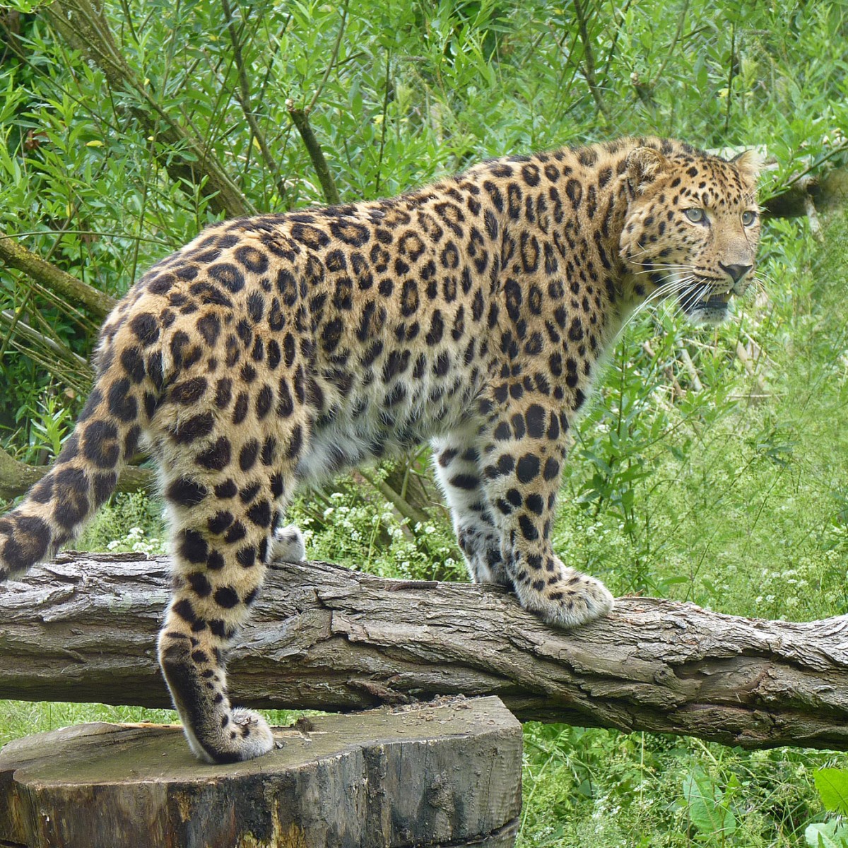 Panthere de l'Amour Demitri - SSilhol - Zoo des Sables2 Panthere de l'Amour Demitri - SSilhol - Zoo des Sables2