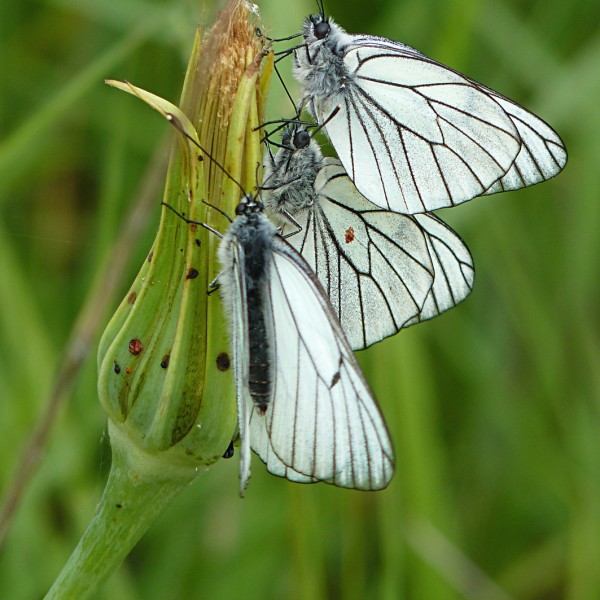 Papillons Gazés (3) - ZSO - SSilhol Papillons Gazés (3) - ZSO - SSilhol