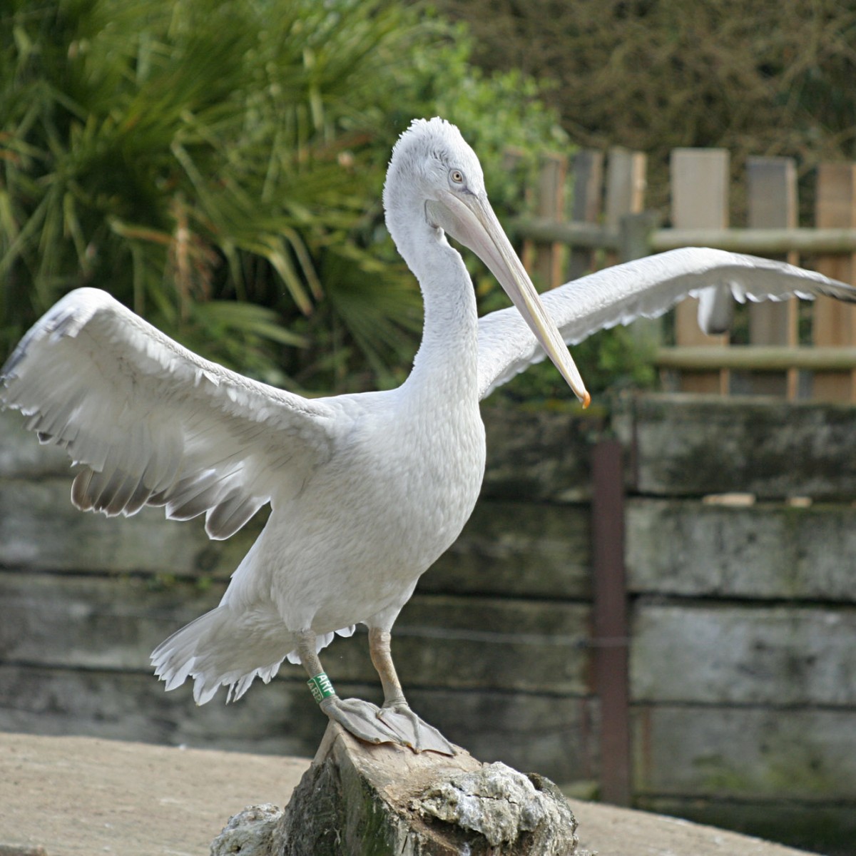Pélican frisé ailes déployées - SSilhol - Zoo des Sables2 Pélican frisé ailes déployées - SSilhol - Zoo des Sables2
