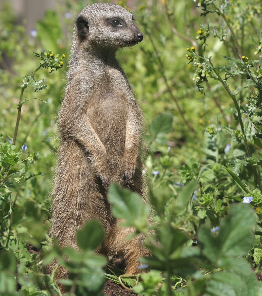 Suricate Suricate