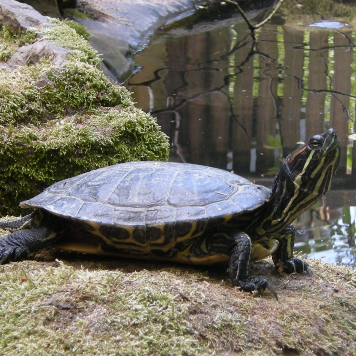 Tortue de Floride - Estelle Petiau - ZSO Tortue de Floride - Estelle Petiau - ZSO