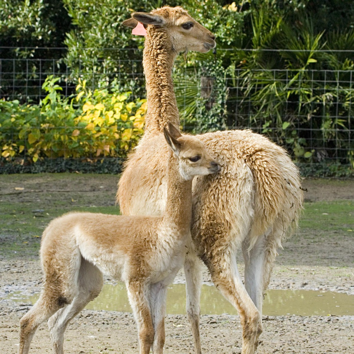 Vigogne A (mère et jeune) - Zoo des Sables - S Silhol2 Vigogne A (mère et jeune) - Zoo des Sables - S Silhol2