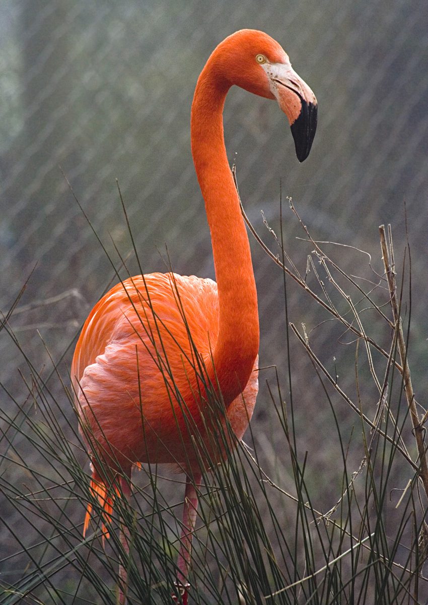 Flamant de cuba Flamant de cuba