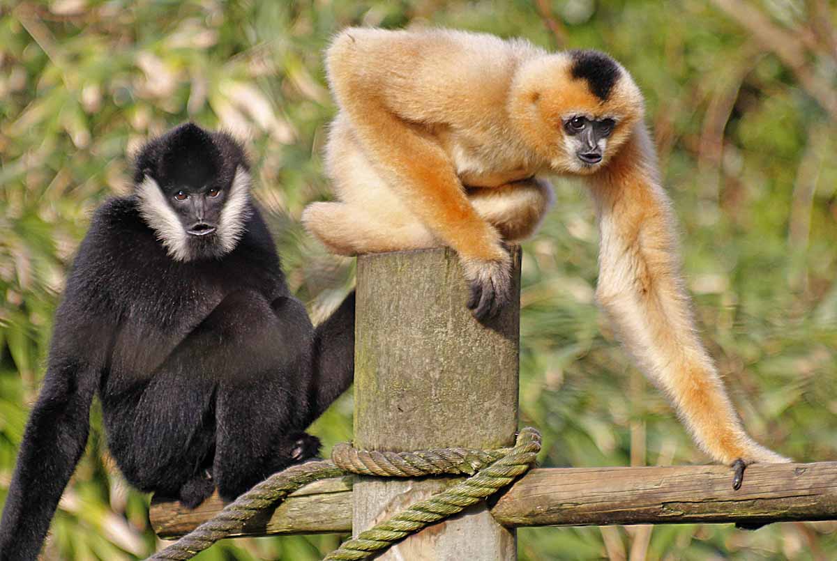 gibbons gibbons