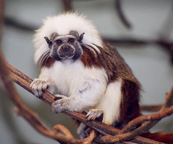 Tamarin pinché Tamarin pinché