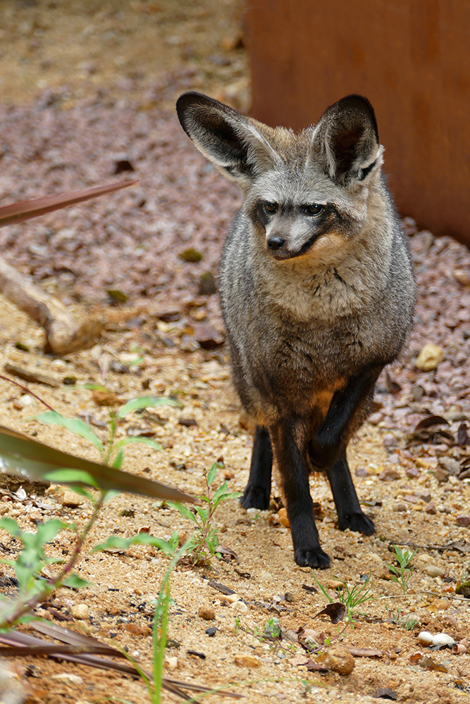 Otocyon 2 Otocyon 2