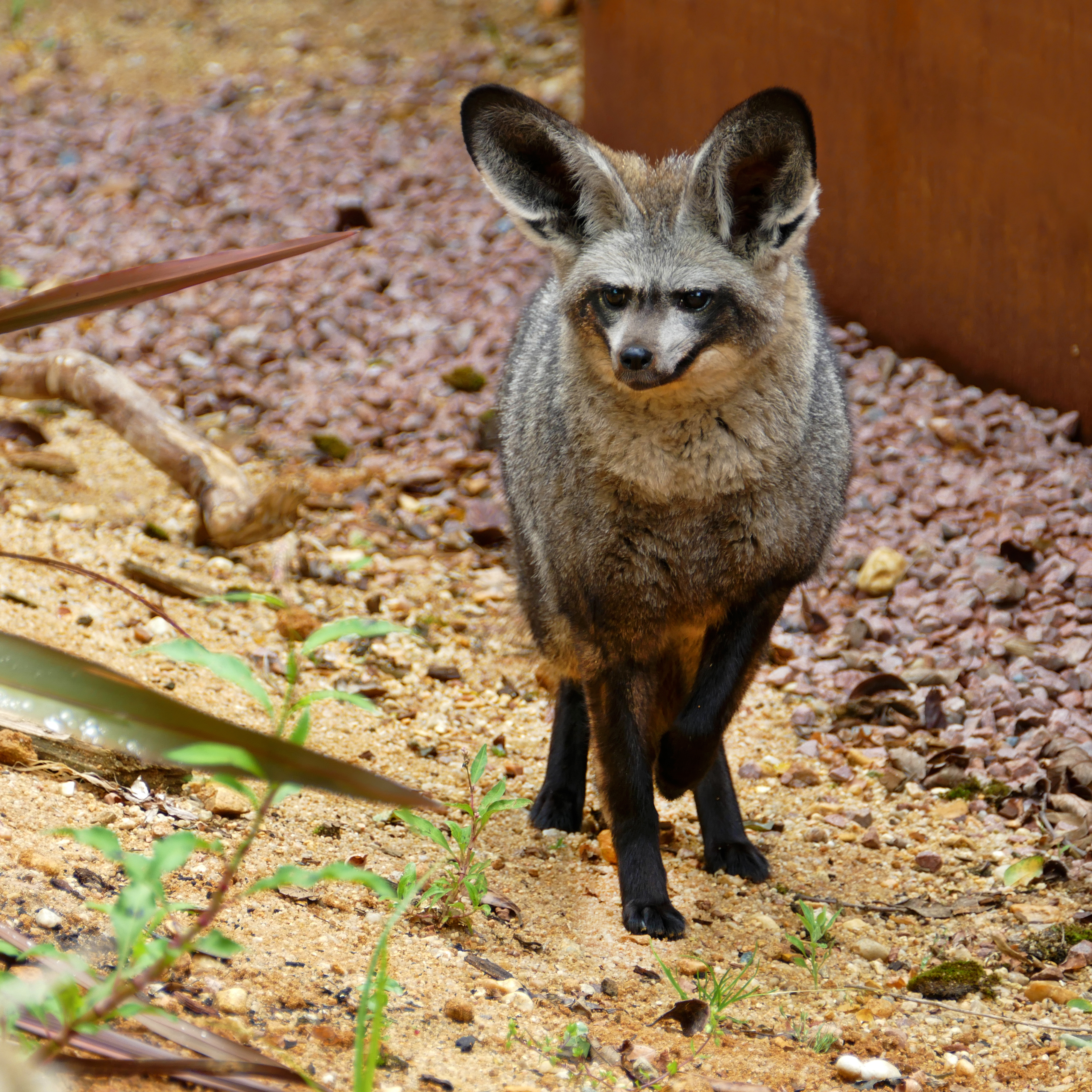 Bat eared fox Zoo des Sables d'Olonne