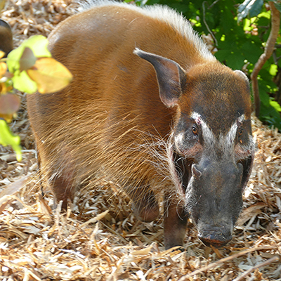 Potamochère Potamochère