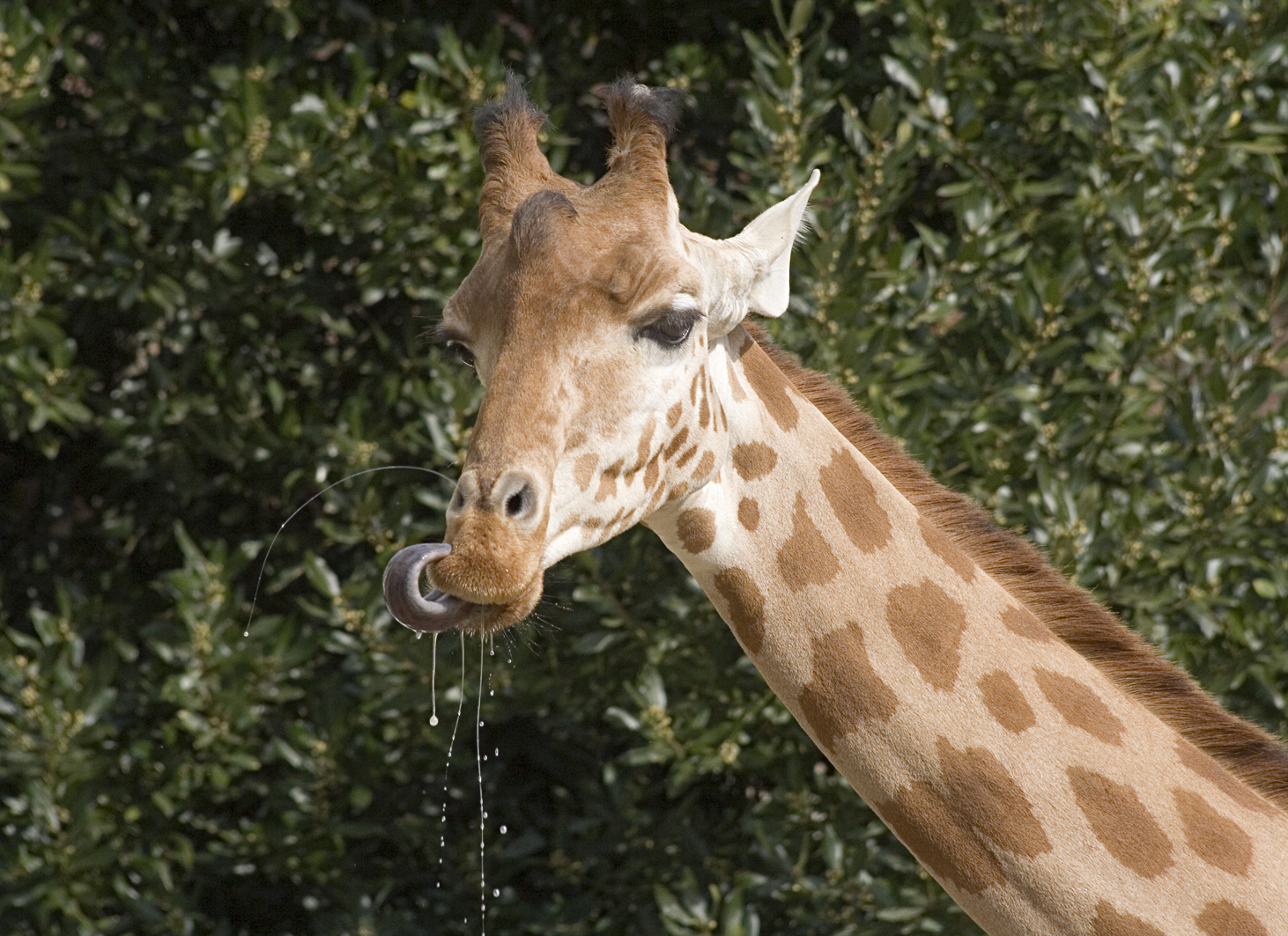 Quel Est Le Cri De La Girafe Gros plan sur les girafes du zoo des Sables