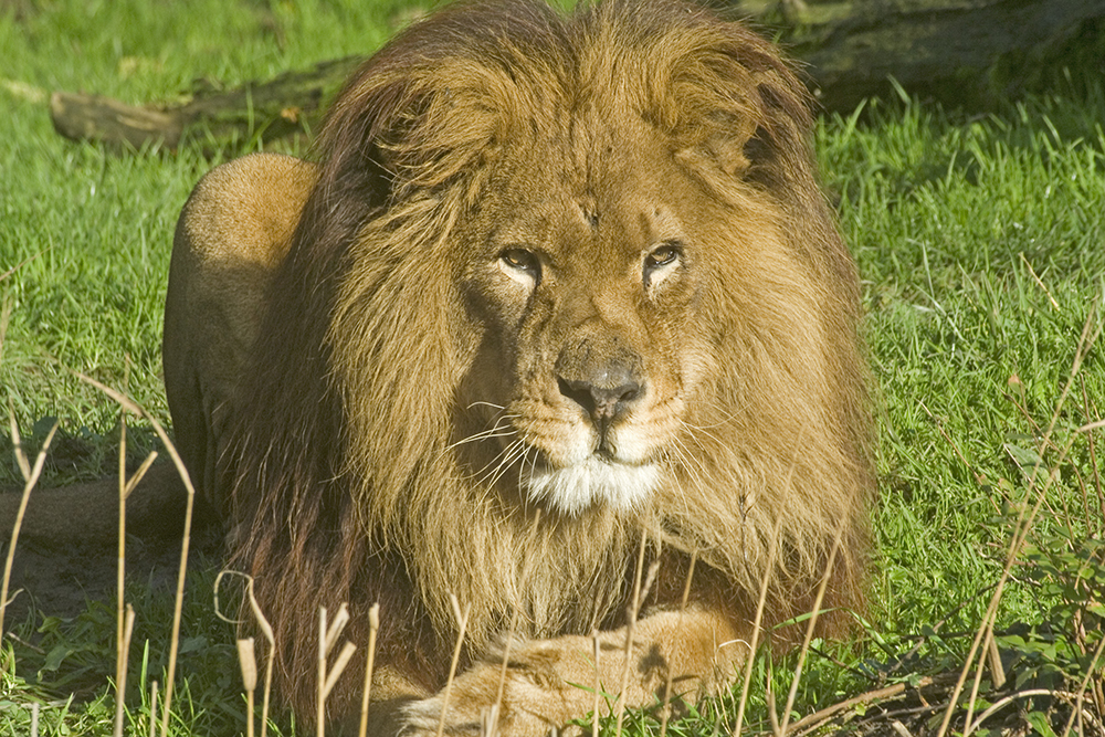ATLAS LION Panthera leo leo This Lion is classified as extinct in the wild....