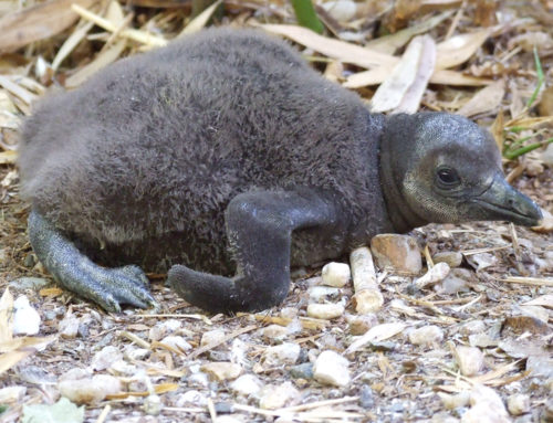 Three black footed penguins