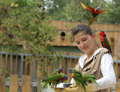 Feed the lorikeets inside the Oceanian aviary