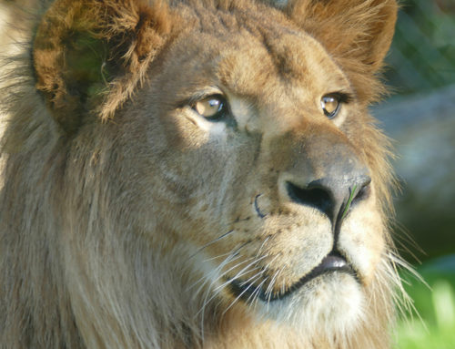 Baqir, an Atlas lion
