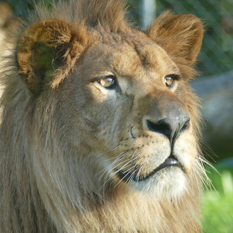 Le Lion De L Atlas Lyon Baqir, un lion de l’Atlas – Zoo des Sables d'Olonne