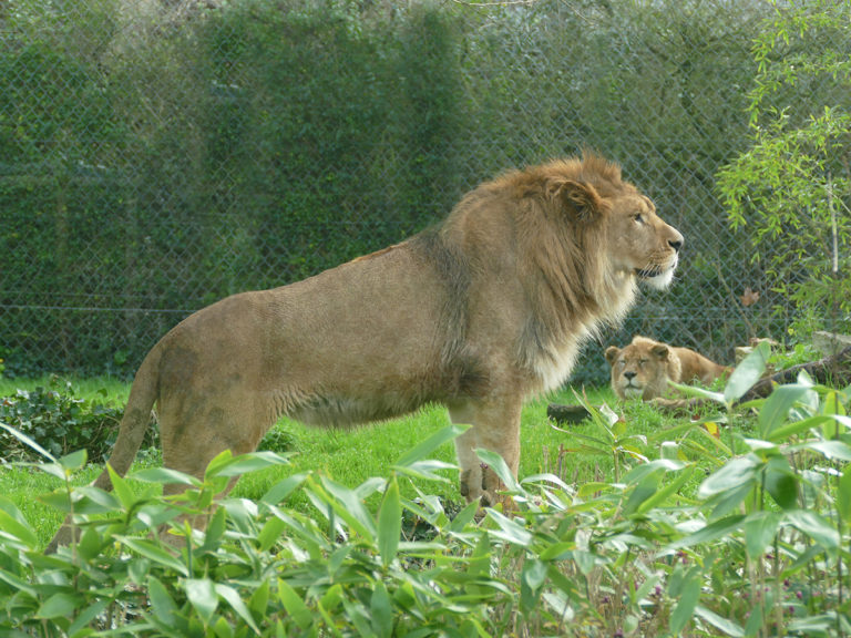 Le Lion De L Atlas Lyon Baqir, un lion de l’Atlas – Zoo des Sables d'Olonne