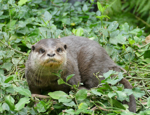 Ping, une loutre d’Asie