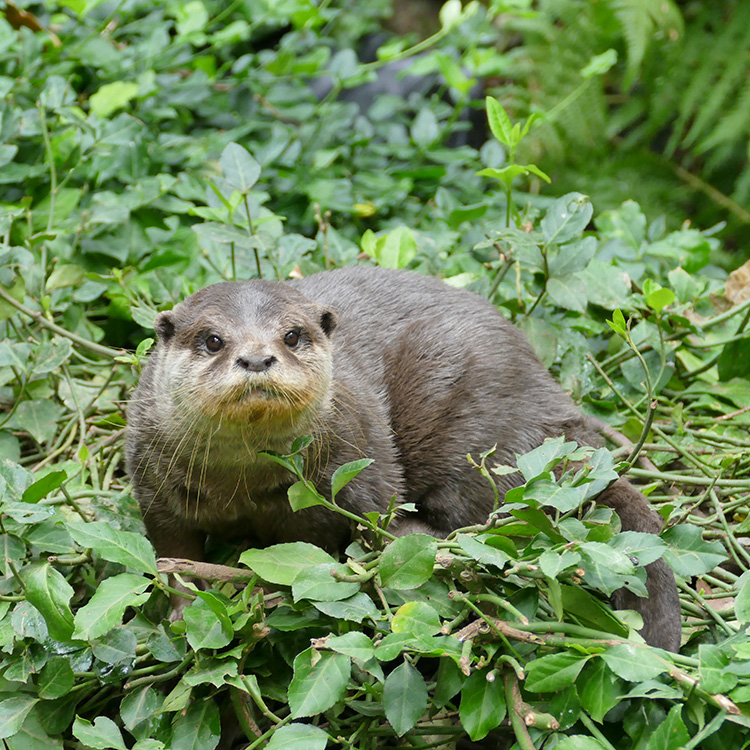 Ping, une loutre d'Asie – Zoo des Sables d'Olonne