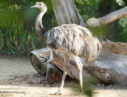 Greater rhea
