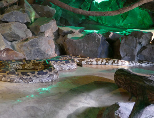 Burmese python