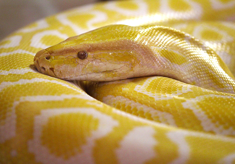 Python Python