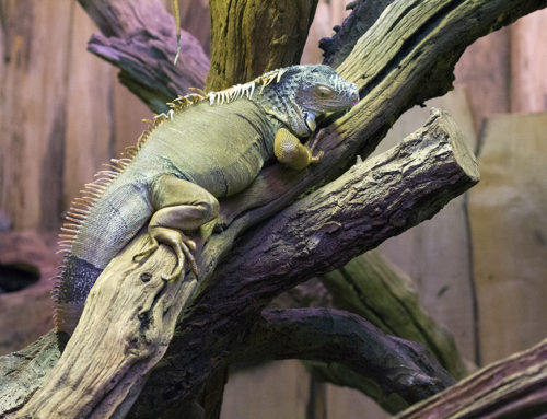 Iguane vert