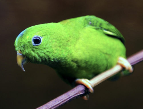 Loricule de Malacca