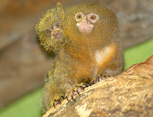 Pygmy marmoset