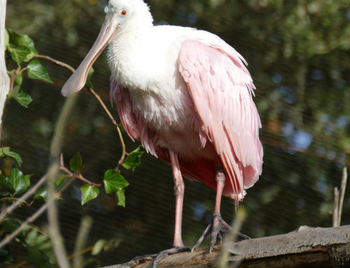 Roseate spoonbill