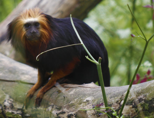 Tamarin lion à tête dorée