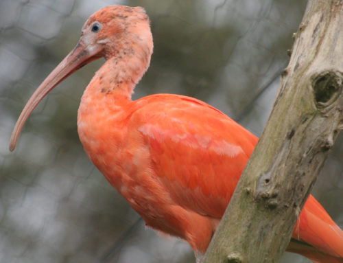 Deux ibis rouges