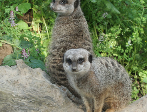 Two meerkats