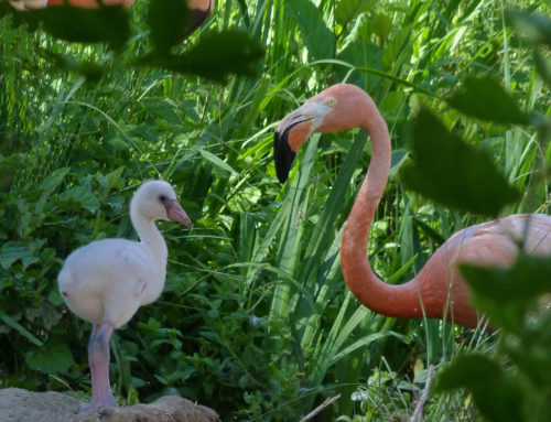A Cuban flamingo