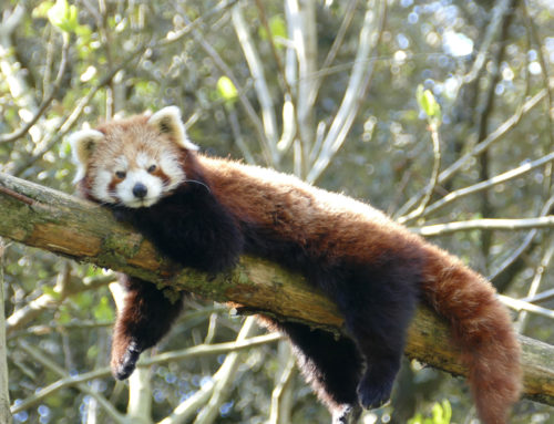 Marich, a red panda