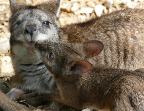 Two Parma wallabies