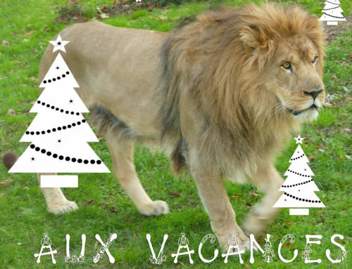 Visite the zoo des Sables for Christmas holidays