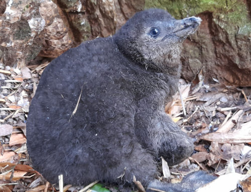 Six black footed penguins