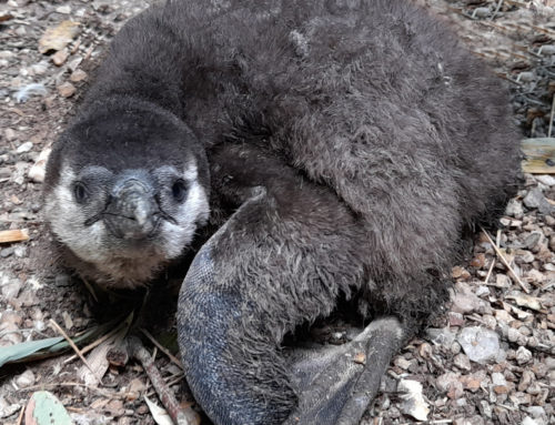 Two black footed penguins