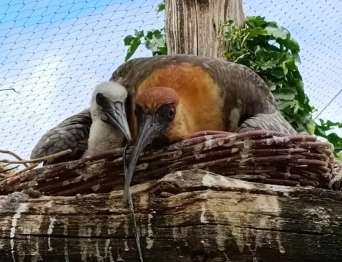 Naissance d’un ibis à face noire