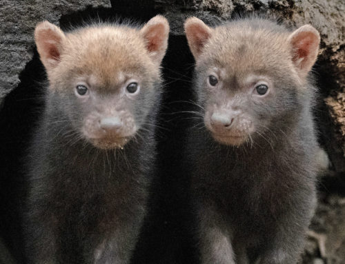 Five bush dogs