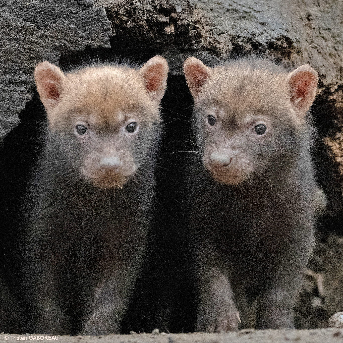 Five bush dogs Zoo des Sables d Olonne