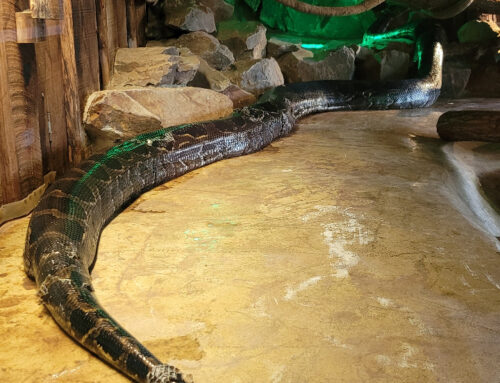 Arrival of a Burmese python