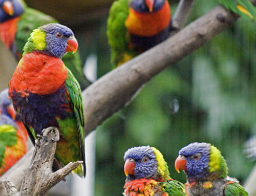 Thirteen rainbow lorikeets