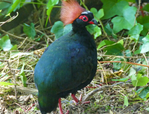 Arrival of two crested partridges