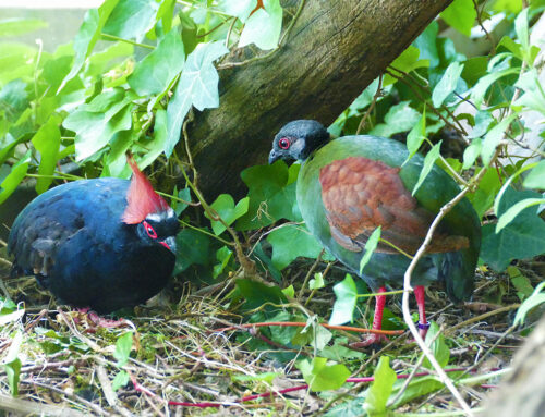 Crested Partridge