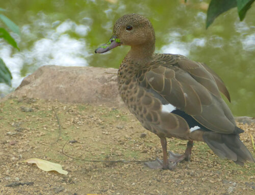 Madagascar Teal