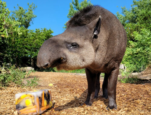 The Zoo is in summer time!