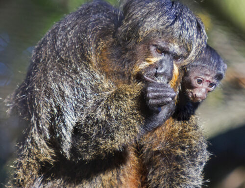 One white-faced saki